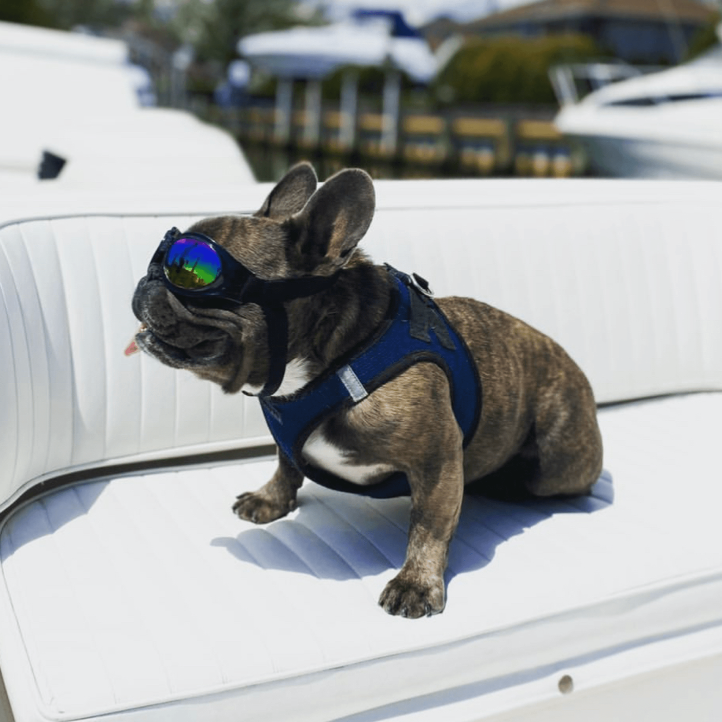 K9 Sport Shades