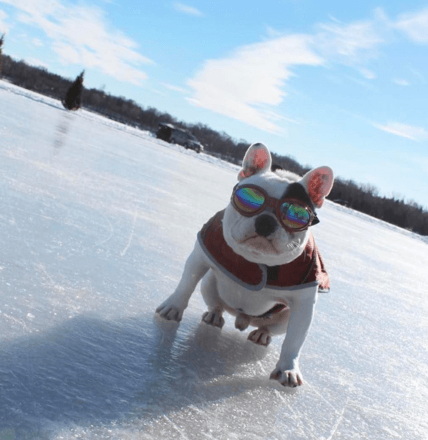 K9 Sport Shades