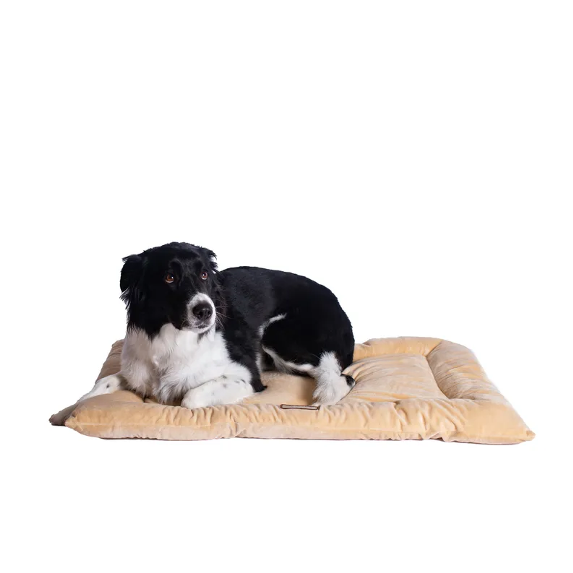 Armarkat Pet Bed Mat, Dog Crate Soft Pad W Poly Fill Cushion