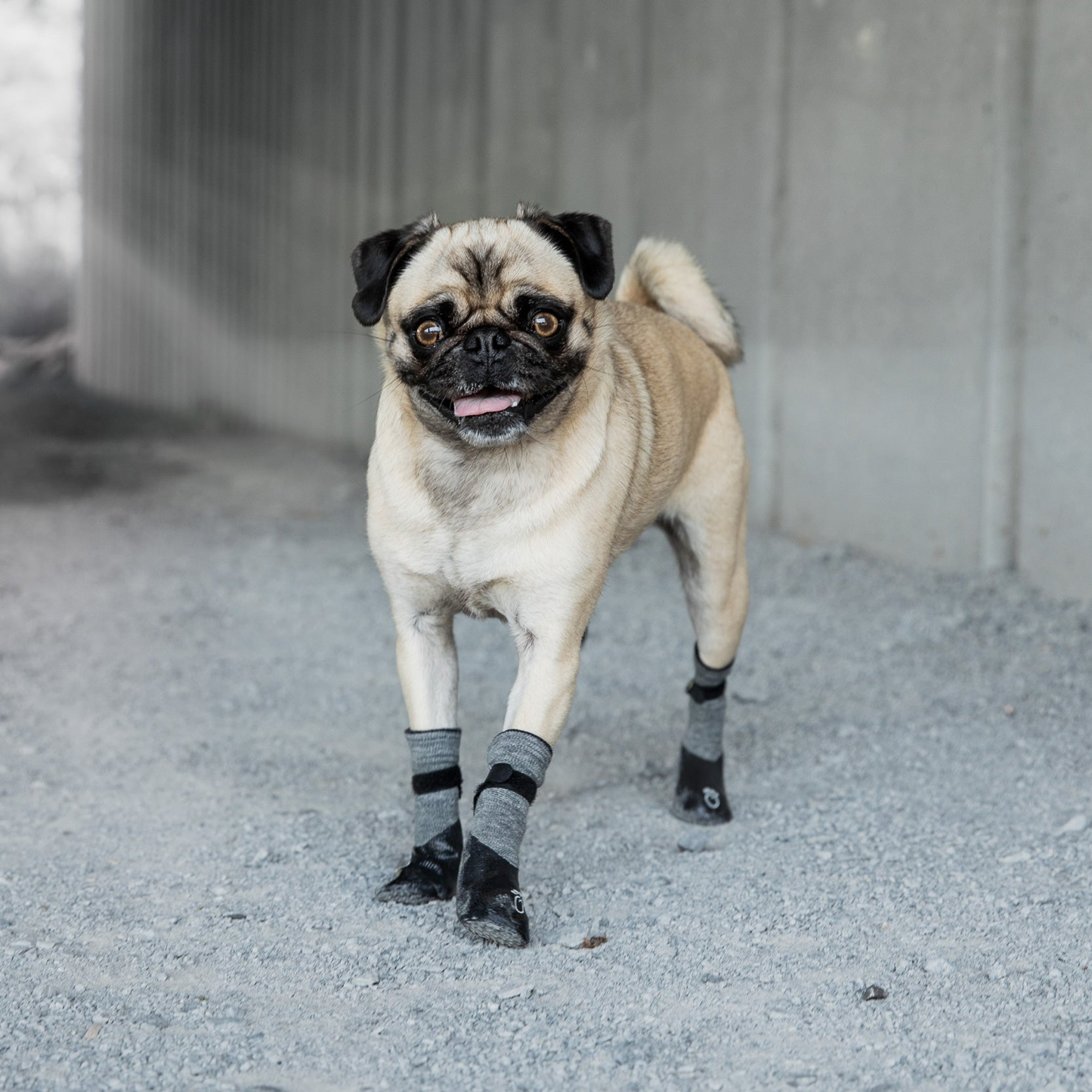 Gf Pet Dog Booties