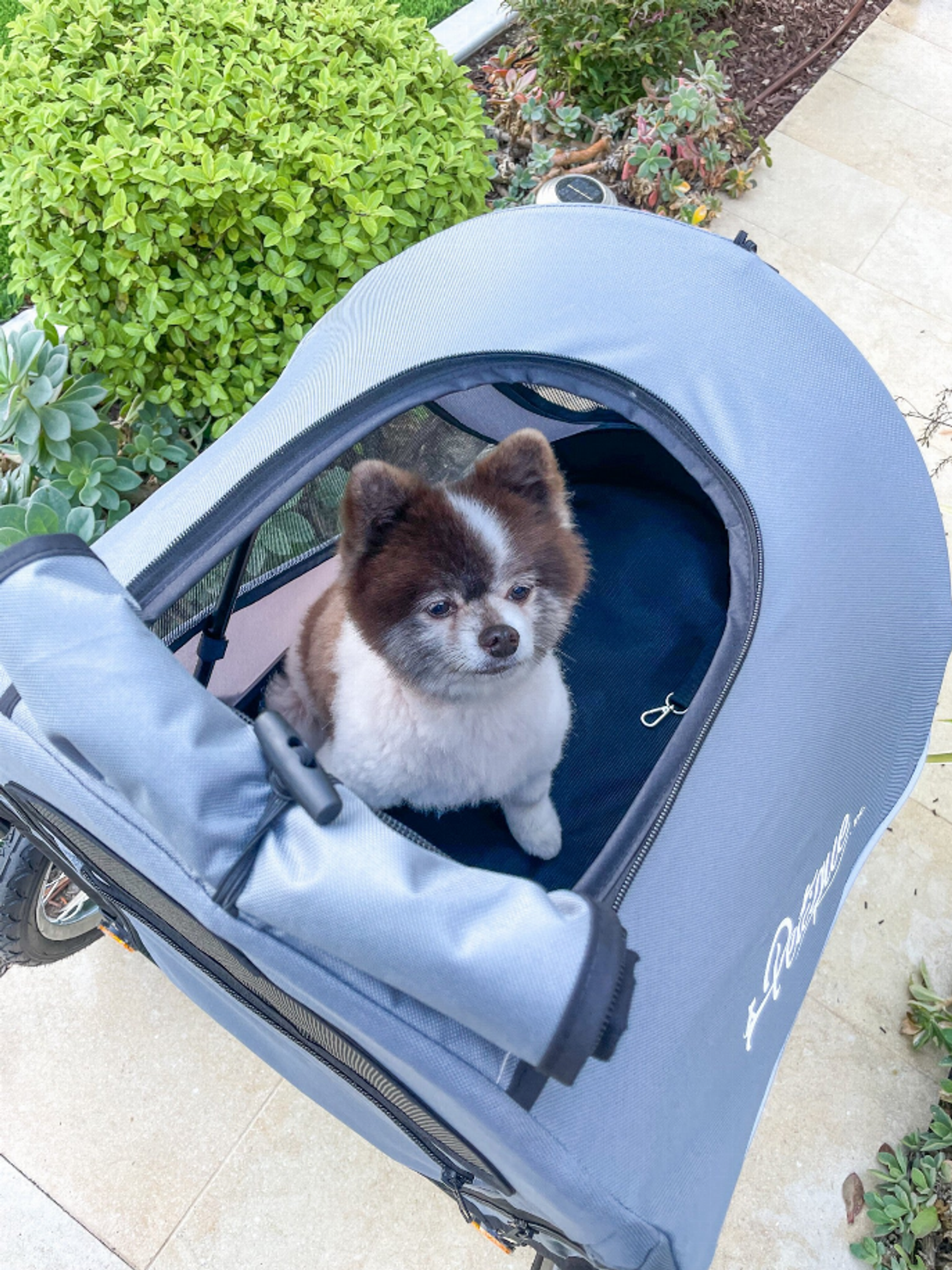 Trailblazer Pet Jogger