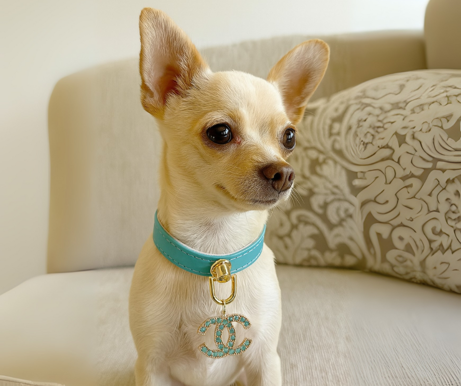 Luxury Teal Vegan-Leather Dog Collar with Crystal CC Logo – 10″ Designer Pet Necklace