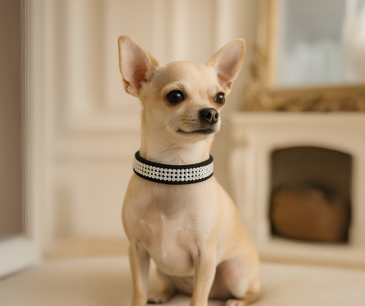Susan Lanci 3 Row Giltmore Crystal Dog Collar – Luxury Ultrasuede