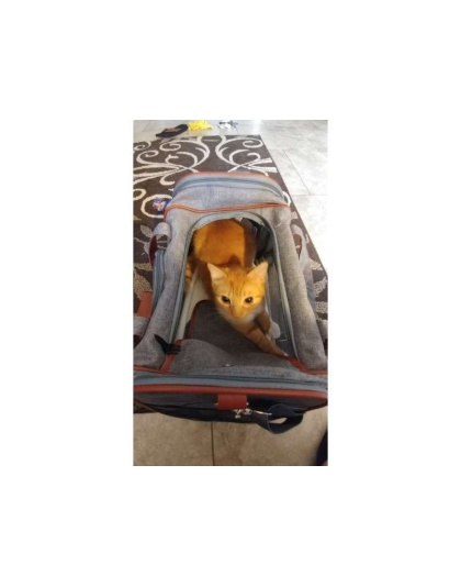 Platinum Gray - Mr. Peanut's Gold Series Pet Carrier - 18 in L x 10.5 in W x 11 in H Platinum Gray - Mr. Peanut's Gold Series Pet Carrier - 18 in L x 10.5 in W x 11 in H