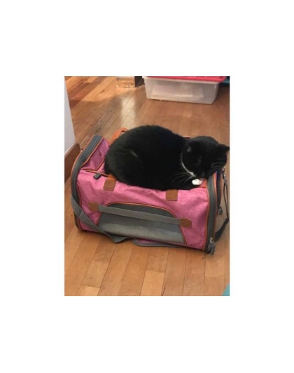 Rosa - Mr. Peanut's Gold Series Pet Carrier - 18 in L x 10.5 in W x 11 in H Rosa - Mr. Peanut's Gold Series Pet Carrier - 18 in L x 10.5 in W x 11 in H