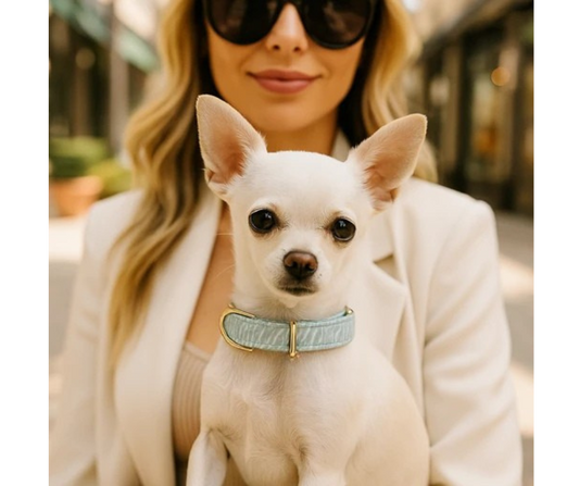 Danika Herrick Designer Dog Collar – Endless Path Print in Columbia Blue, Luxe Gold Hardware