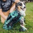 Summer Mint - K9 Sport Sack Air 2 - Small (13"-17" from collar to tail)