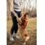 Sunset Orange - Walk-On with Harness & Storage - Small (13-15" Neck 13-18" Chest)