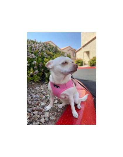 Pink - Mr. Peanut's PupTrek Small Dog/Cat Soft Mesh Step In Harness Vest - Medium