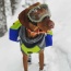 RAIN FOREST - Adventurer 2-piece Dog Pack With EZ Latch  Harness - Medium