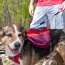 SUNSET - Adventurer 2-piece Dog Pack With EZ Latch  Harness - Small